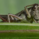 Illustration for article titled Shooting Challenge: Bugs 1